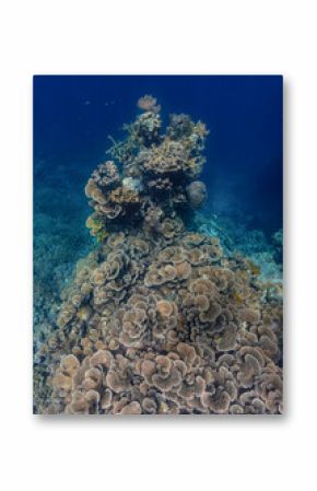 large lettuce coral head in blue water in Raja Ampat Indonesia
