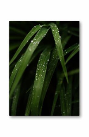 Close Up of Wet Greenery