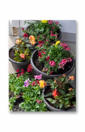 collection of freshly planted container gardens filled with colo