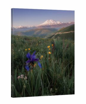 Morning Elbrus and valley with iris flower
