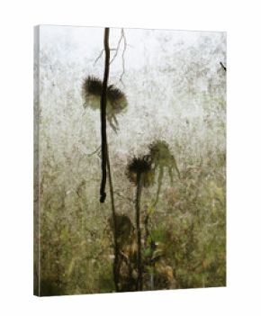 Sunlight streaming through old greenhouse glass panels