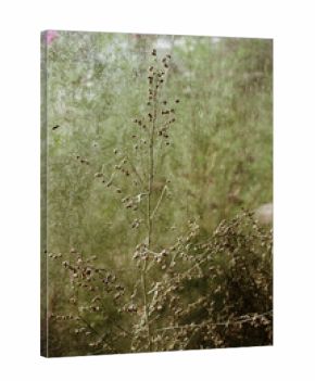 Sunlight streaming through old greenhouse glass panels