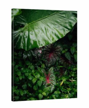 Caladium and Elephant Ear Leaves after Rain, Phuket, Thailand