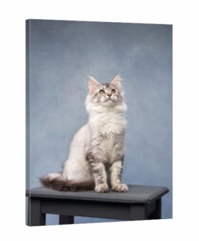 A white Maine Coon kitten sits on a wooden platform, gazing into the distance. The blue-toned background highlights its soft fur.