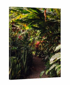 Pathway through dense tropical foliage in Uvita, Costa Rica