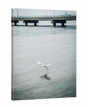 Egret flying over water with bridge in background
