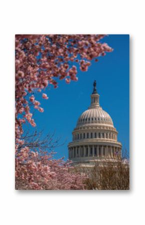 United States Capitol surrounded by cherry blossom in Washington D.C.
