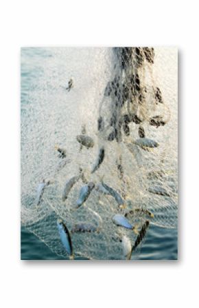 fishig net full of fishes