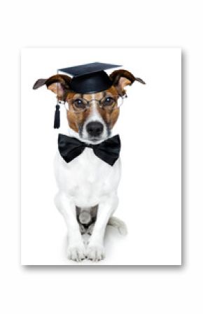 graduated dog