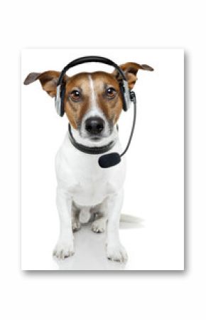 dog with headset