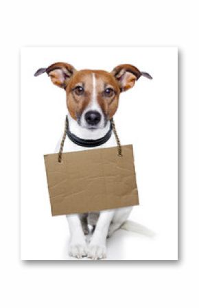 Dog with empty cardboard