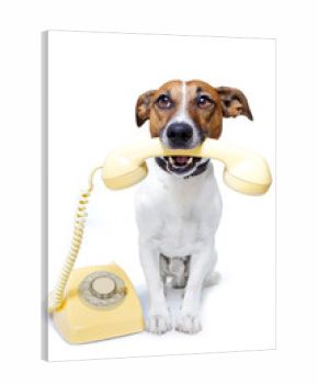 dog phone telephone