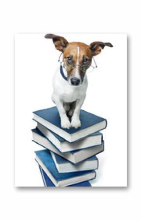 dog on book stack