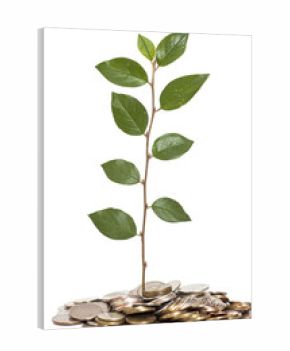 Tree growing from pile of coins