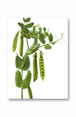Fresh raw ripe Pods of Green Peas falling in the air isolated on white background. Food levitation or zero gravity conception