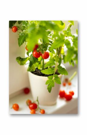 Concept of urban home gardening on the balcony or windowsill. Cherry tomato seedlings in the flower pot with ripe red fruit. Leisure, hobby, sustainable lifestyle, eco habits, environment protection