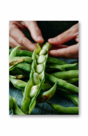 closeup of a man taking broad beans out of its pod