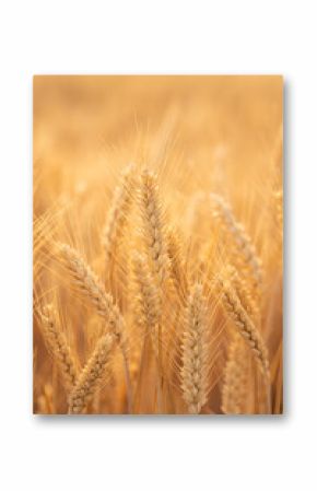 golden wheat field. Ears of golden wheat close up.