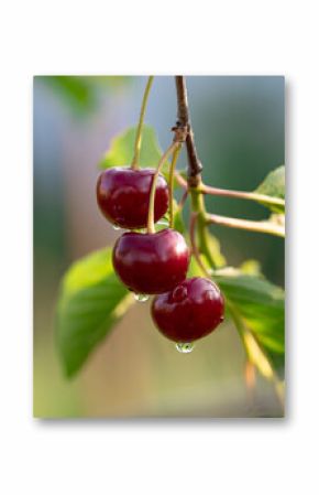 Three cherries are hanging from a tree