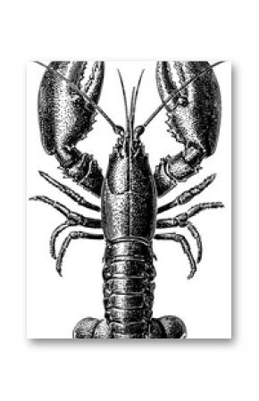 Vintage lobster engraving top view design for nautical decor