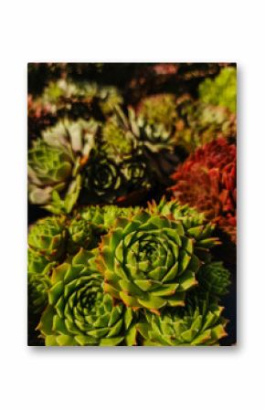 Houseleeks growing in sunlight, succulent plants close up copy space wallpaper