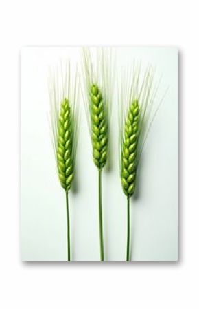 Isolated shot of fresh green ears of wheat on white background. Cereal plant, agricultural crop detail with high contrast, studio shot. Healthy food concept, agriculture theme. Top view, copy space.