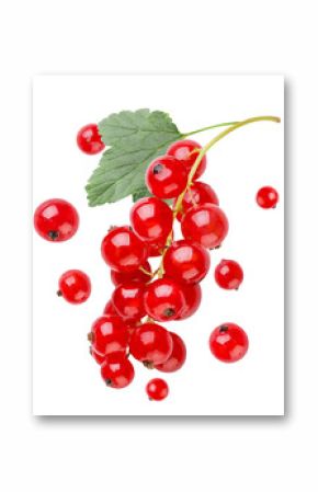 Ripe red currant with leaf and flying berries close-up on a white background. Isolated