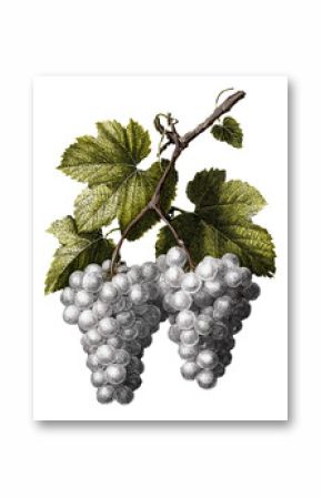 illustration of grapevine with grapes on transparent background