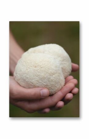 Lion's mane - Hericium erinaceus, medicinal mushroom contains  phytochemicals: polysaccharides,  β-glucan, hericenones and erinacines  - that promote nerve growth factor in human brain.