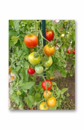 Red and yellow tomato fruits on the plant in close-up. 
