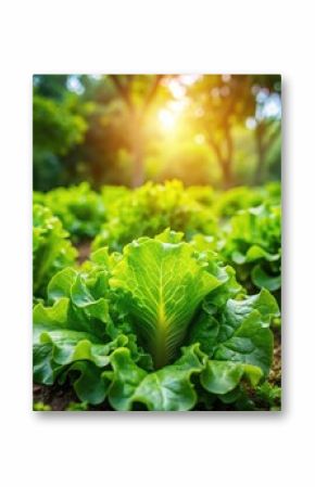 Fresh green lettuce leaves in a garden setting with dappled sunlight filtering through the trees