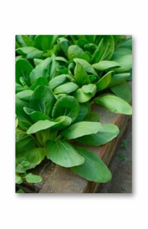 Pakcoy, Bok choy, Pak Choi, Sawi sendok or Brasica Rapa in organic garden. Healthy food, fresh organic vegetables.