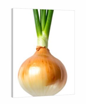 Sprouted yellow onion bulb with vibrant green shoots and glossy layered skin, fresh kitchen ingredient on isolated background