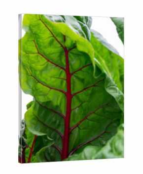 Vibrant red organic beet leaves with light shining through. The tall, slender, red stalks have large green leaves with deep red veins. The rippled leaves have a thick, shiny coat.
