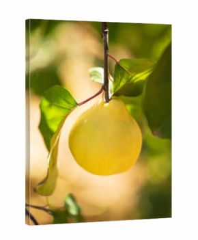 Quince grows on tree in an organic garden. Harvest concept. Vitamins, vegetarianism, fruits. Quinces. Copy space. Ripe quince fruits grow on a quince tree with green foliage in late autumn.