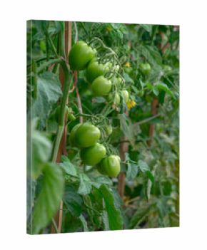 Unripe green tomatoes growing in tight clusters on a healthy plant, supported by wooden stakes, surrounded by fresh leaves in a natural garden farm.