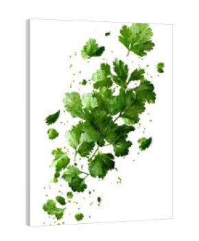 Vibrant green cilantro leaves, scattered and layered, against a black background