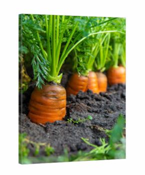 Carrot harvest in the garden. Selective focus.
