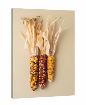 Heirloom Corn, Colorful Autumn Harvest on Neutral Background