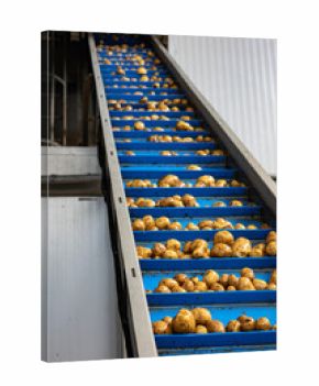 Pre-washed potatoes move on a complex system of industrial conveyor belts. This automated line transports the raw tubers for processing inside a high-quality potato starch production plant.