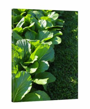 Mature Bok Choy ready for a fresh vegetable harvest