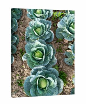 Green cabbage crop growing in agricultural field. Cabbage farming.