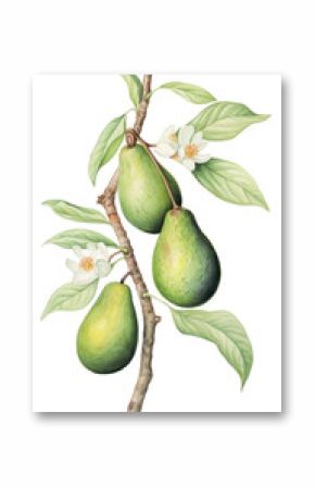 PNG Avocado branch with flower avocado illustration botanical flowers.