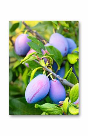 Ripe plum fruit (Prunus domestica) on branch of tree. Fresh bunch of natural fruits growing in homemade garden. Close-up. Organic farming, healthy food, BIO viands, back to nature concept.
