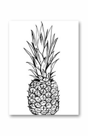 Pineapple exotic fruit. Vector food line drawing on white background.