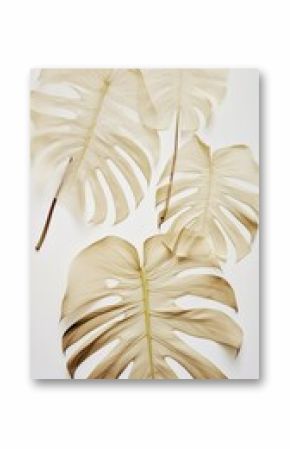 Real pressed monstera leaves flower plant leaf.