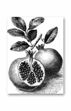 Vintage engraving of open pomegranate with leaves in classic art style