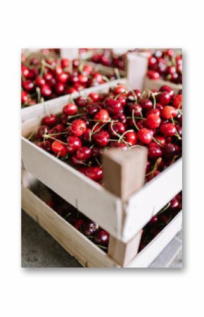 Freshly harvested cherries in wooden crates at a local market during summer