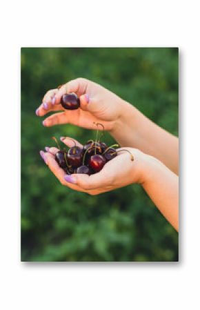 Hands hold a generous handful of juicy cherries with a few cherries being picked The setting is a vibrant garden in summer creating a refreshing atmosphere