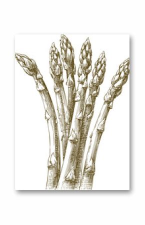 Illustration of detailed asparagus spears in vintage style, botanical art. Vector illustration